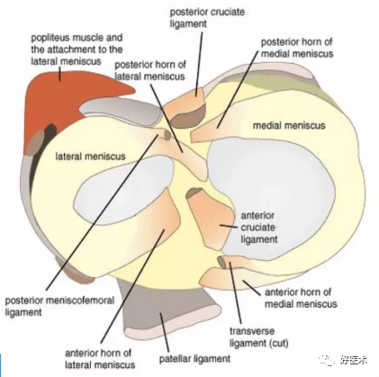 膝关节局部解剖及手术入路