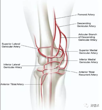 膝关节局部解剖及手术入路