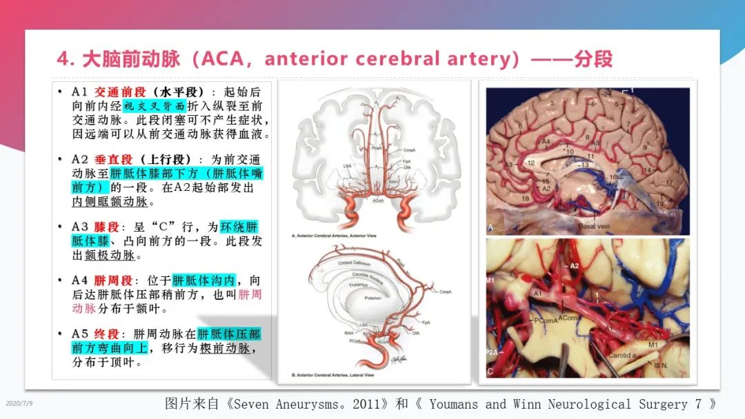 脑血管解剖学习总结