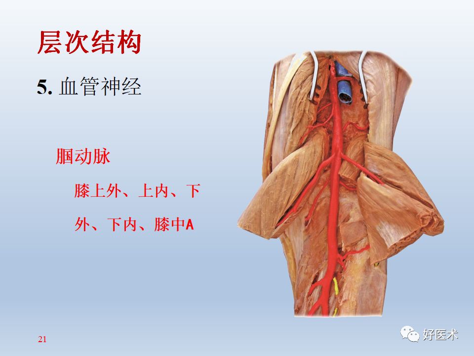 膝关节周围解剖高清图解