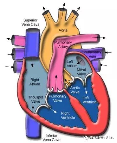 经典！53张影像解剖图，轻松掌握冠状动脉系统