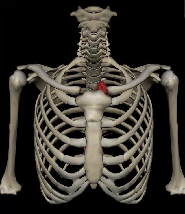 高清冠脉3D图解，助你轻松掌握造影体位！