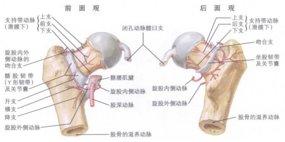 一文全懂激素与骨坏死之间的那些事儿