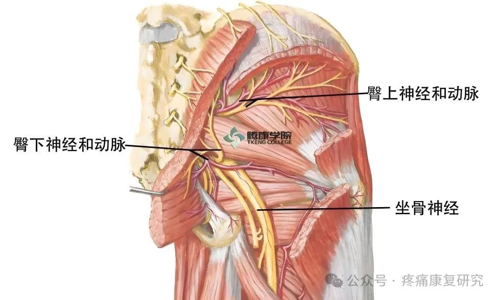 臀部疼痛是咋回事？重点关注这