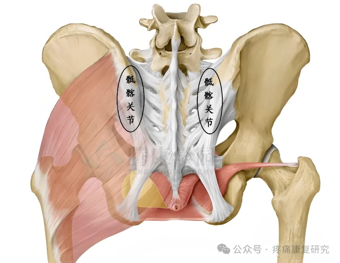 臀部疼痛是咋回事？重点关注这