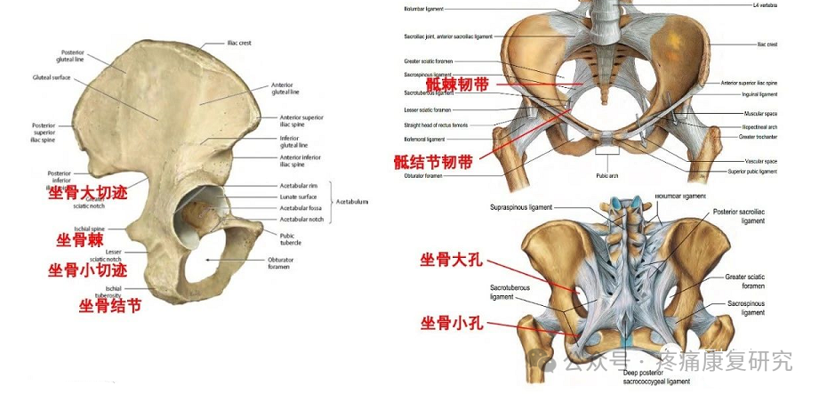 臀部疼痛是咋回事？重点关注这