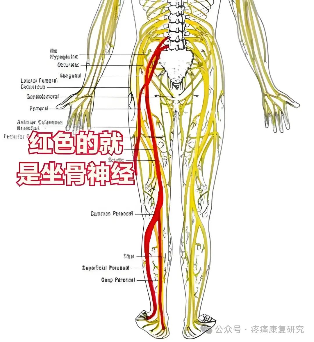 臀部疼痛是咋回事？重点关注这