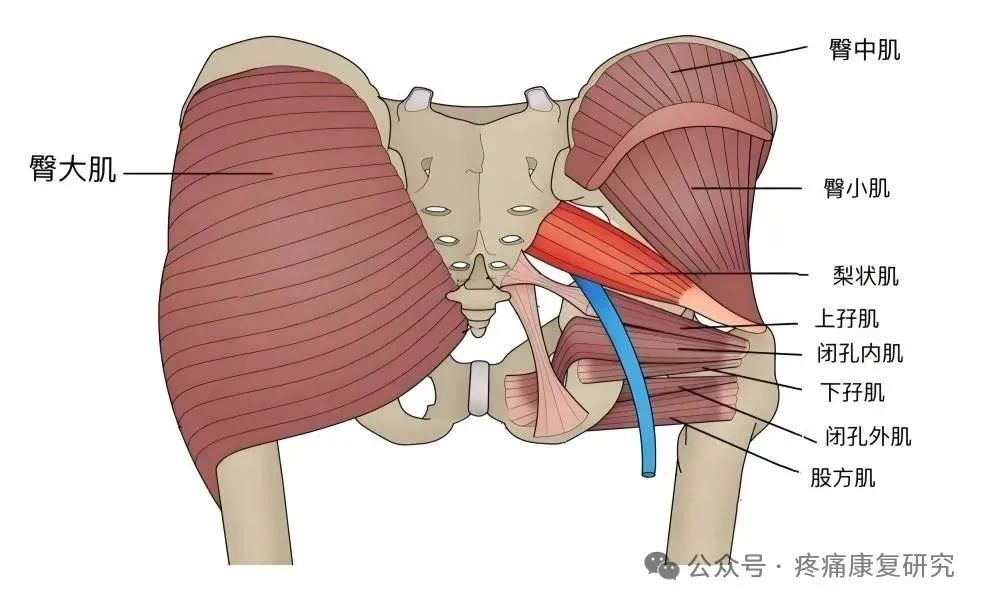 臀部疼痛是咋回事？重点关注这