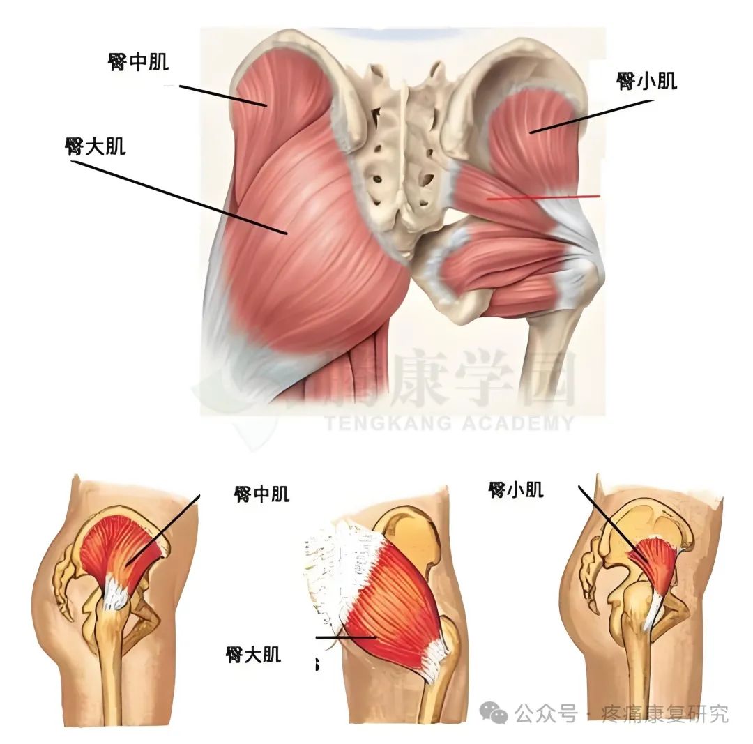 臀部疼痛是咋回事？重点关注这