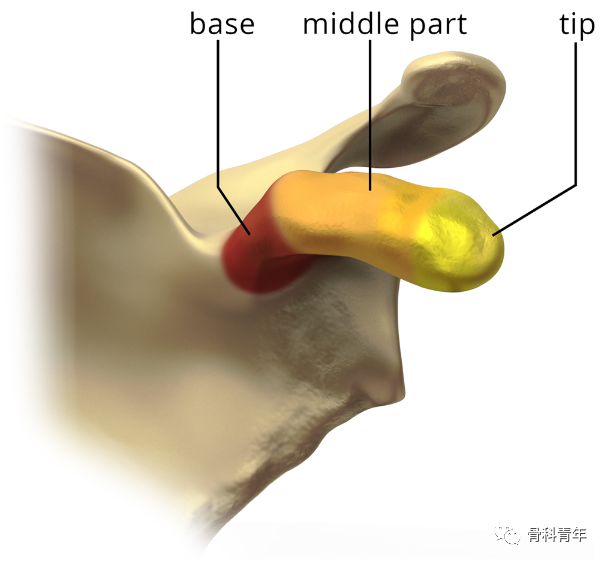 肩关节“灯塔”｜喙突骨折的解剖、分型与治疗