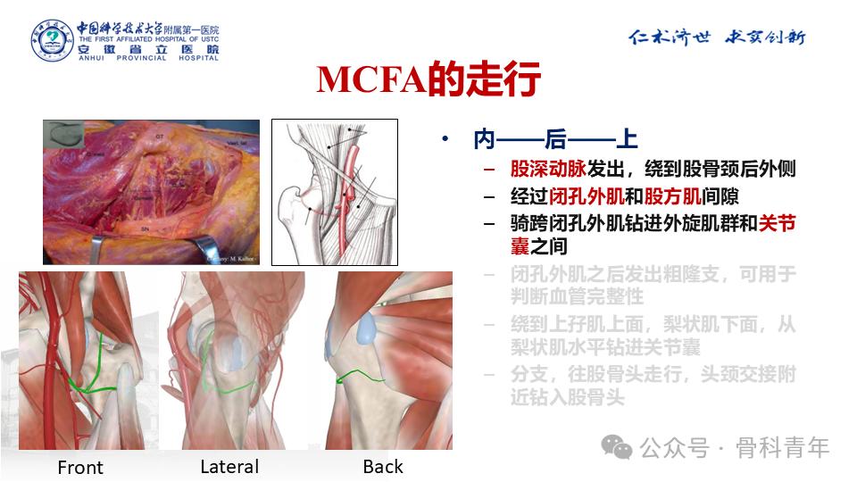 深度总结：股骨头的血液供应、应用解剖和相应外科实践
