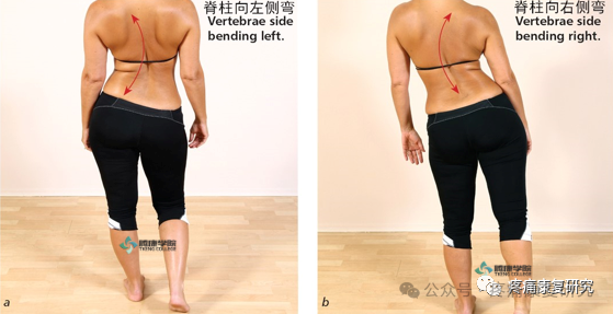 臀中肌：腰-腿-膝联动疼痛的关键治疗点