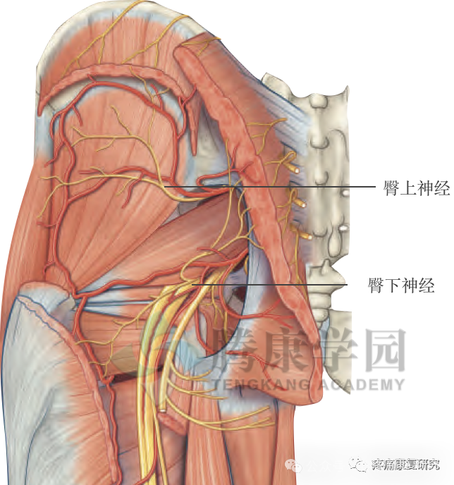 臀中肌：腰-腿-膝联动疼痛的关键治疗点