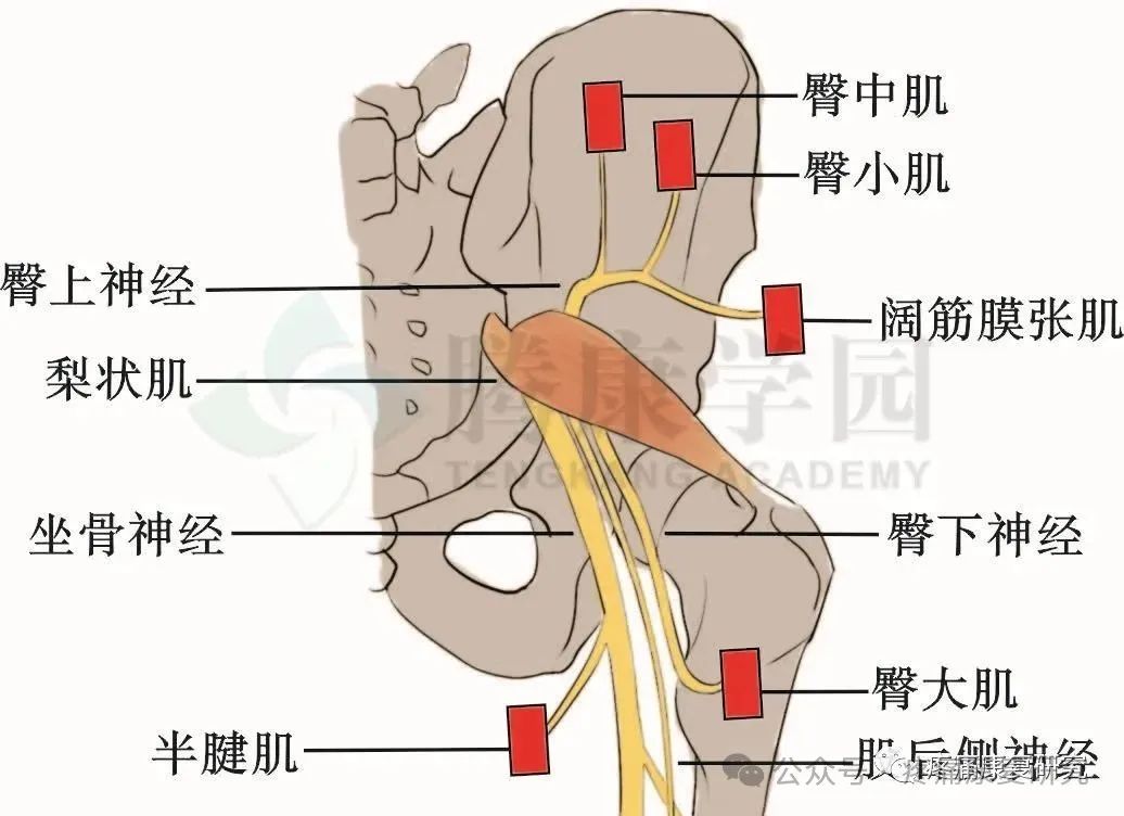 臀中肌：腰-腿-膝联动疼痛的关键治疗点