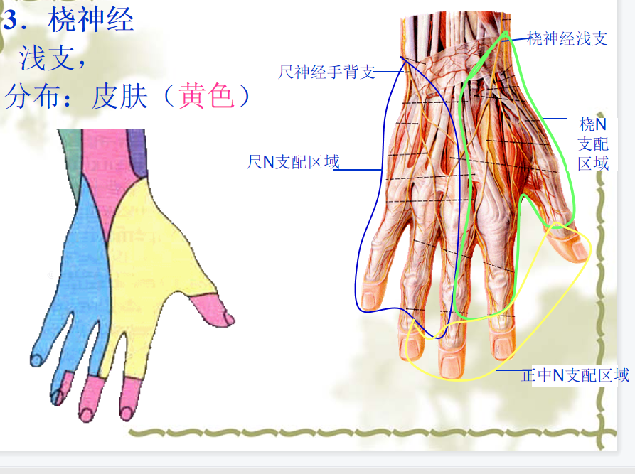 手部解剖讲解，骨科基础必备！