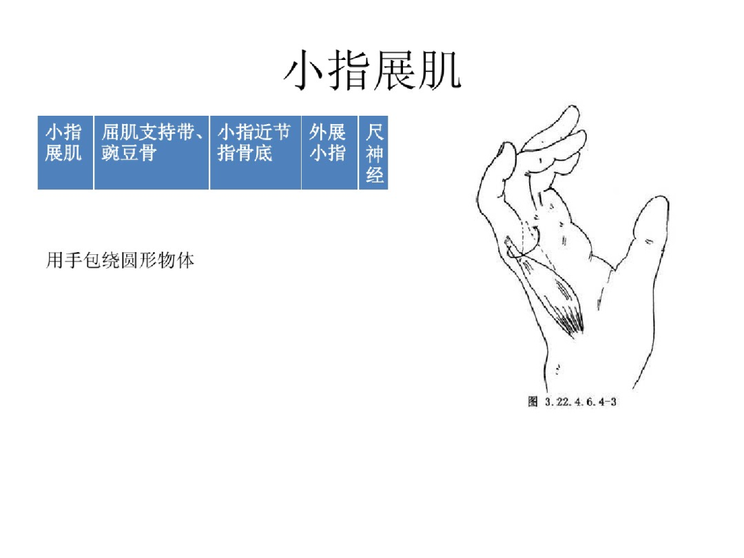 手部解剖讲解，骨科基础必备！