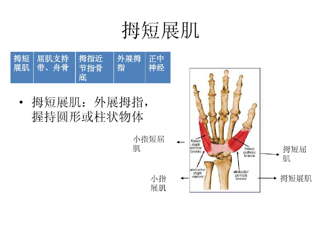 手部解剖讲解，骨科基础必备！
