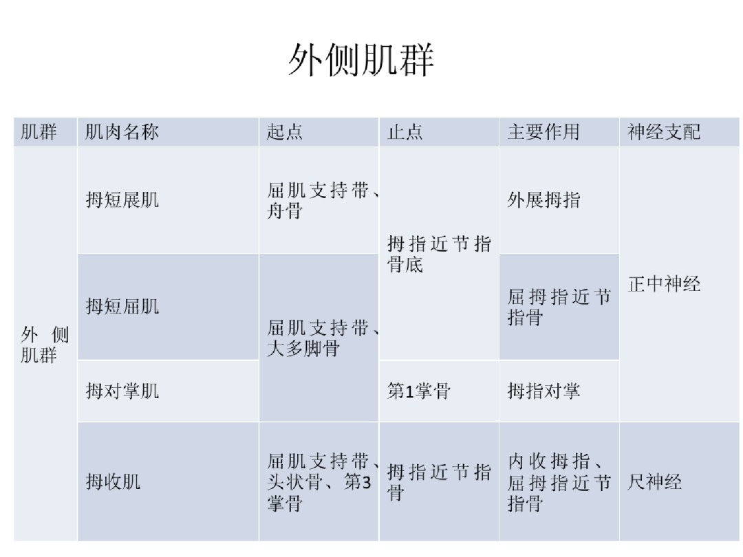手部解剖讲解，骨科基础必备！