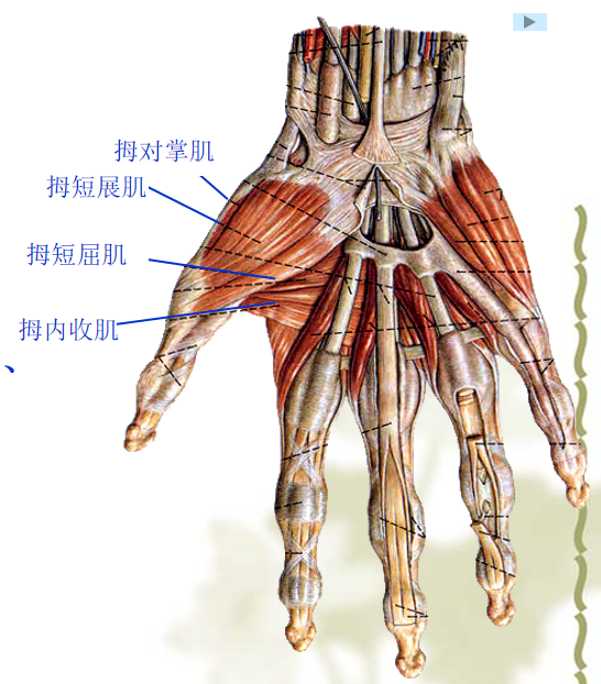手部解剖讲解，骨科基础必备！