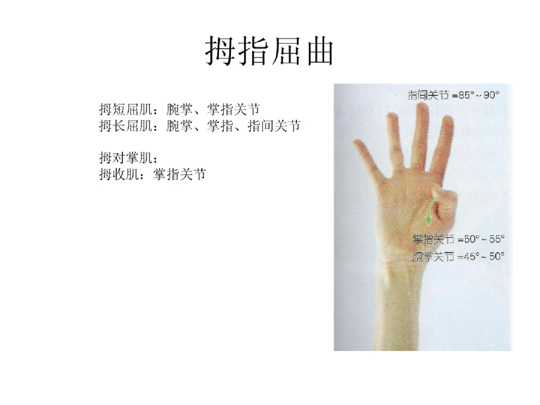 手部解剖讲解，骨科基础必备！