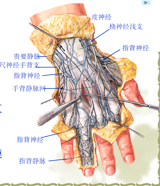 手部解剖讲解，骨科基础必备！