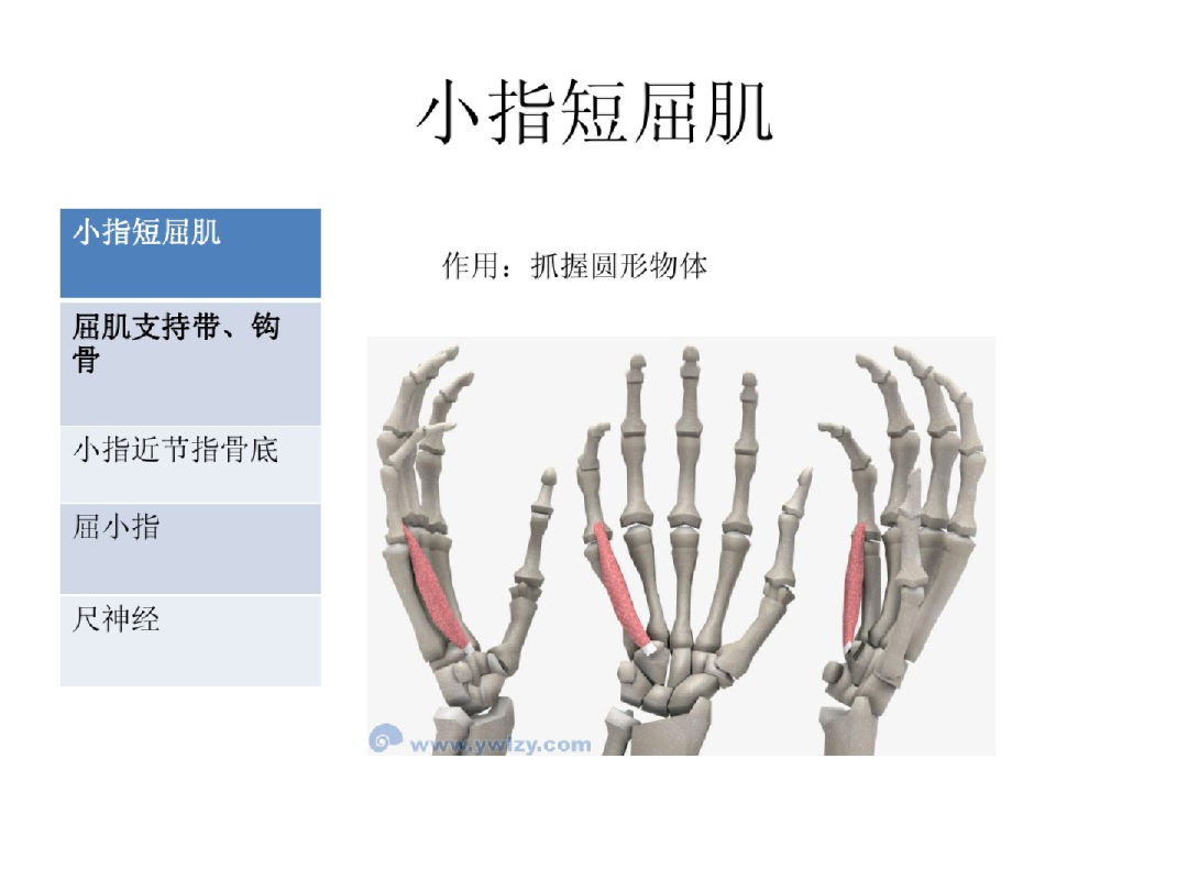 手部解剖讲解，骨科基础必备！