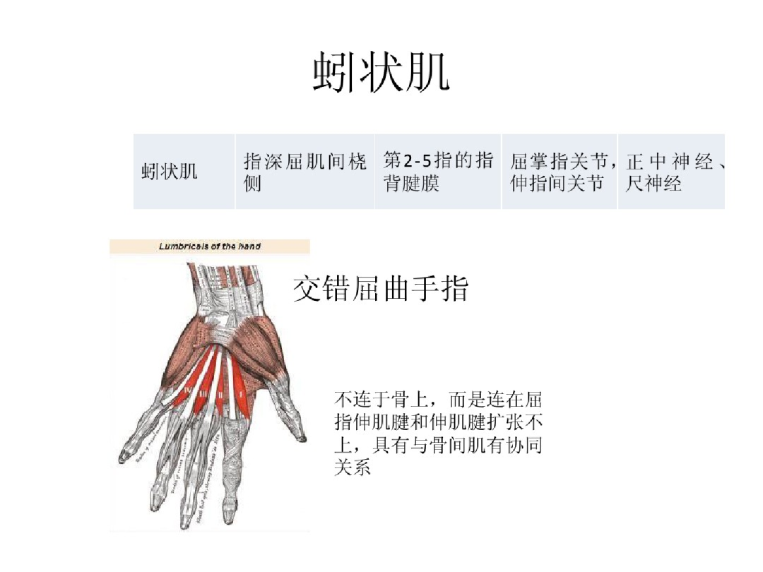 手部解剖讲解，骨科基础必备！