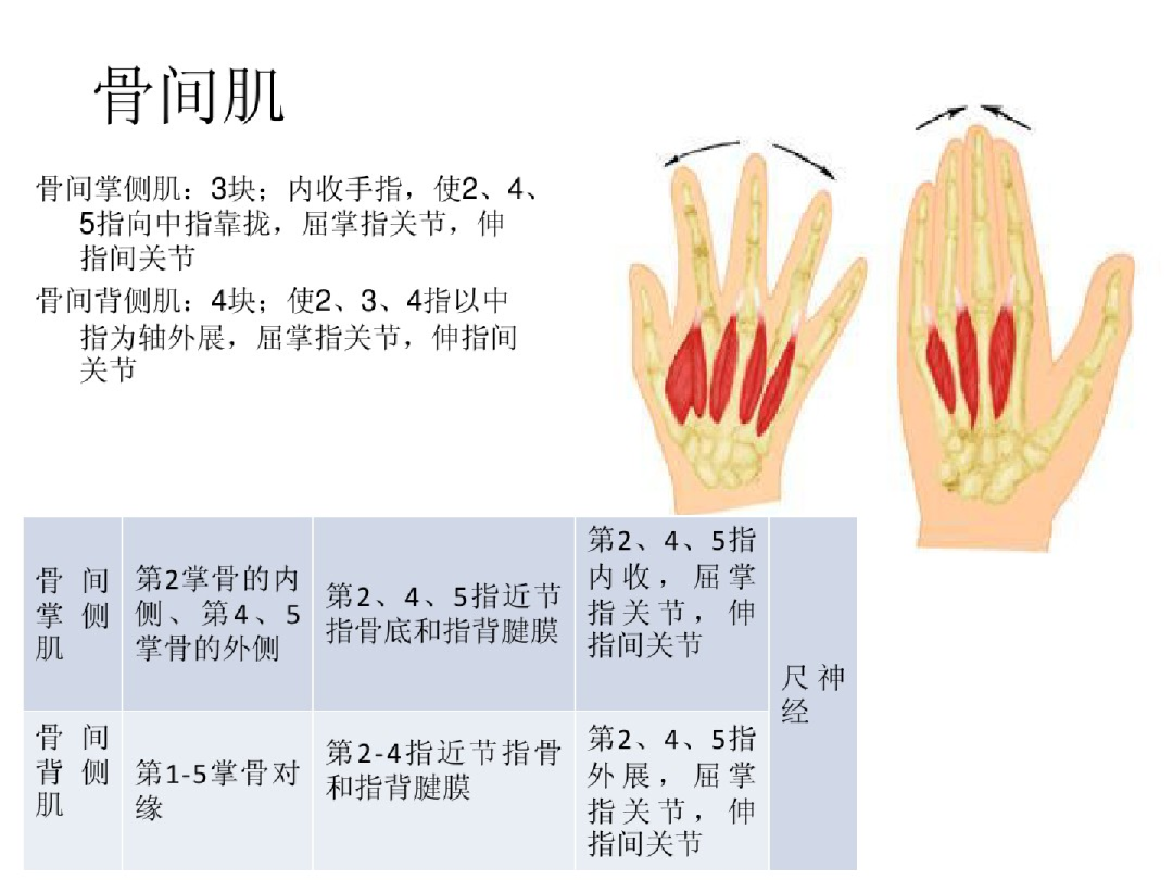 手部解剖讲解，骨科基础必备！