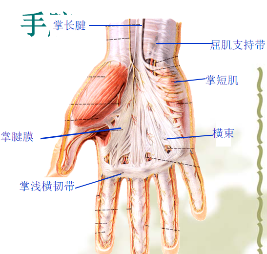 手部解剖讲解，骨科基础必备！