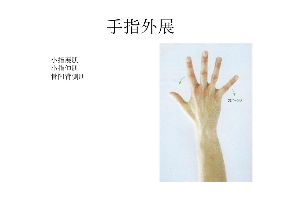 手部解剖讲解，骨科基础必备！