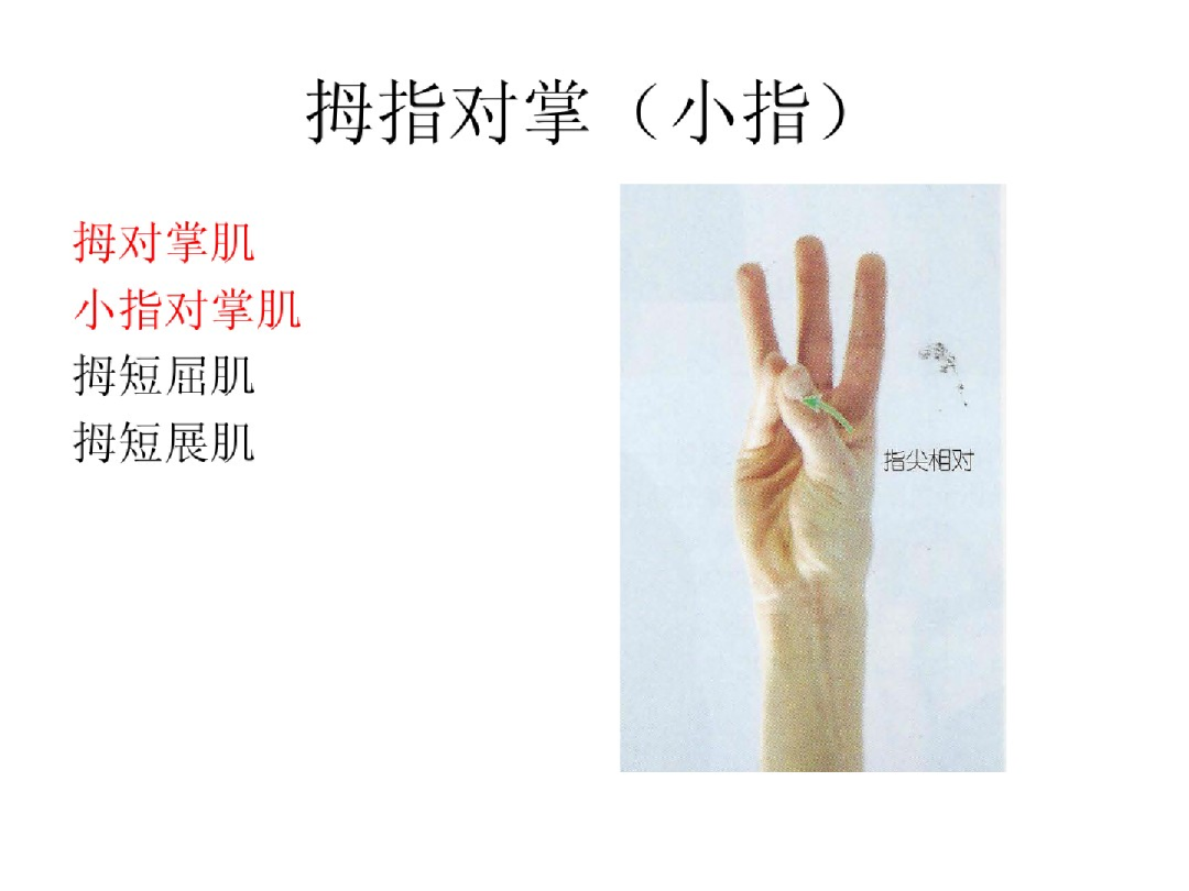 手部解剖讲解，骨科基础必备！