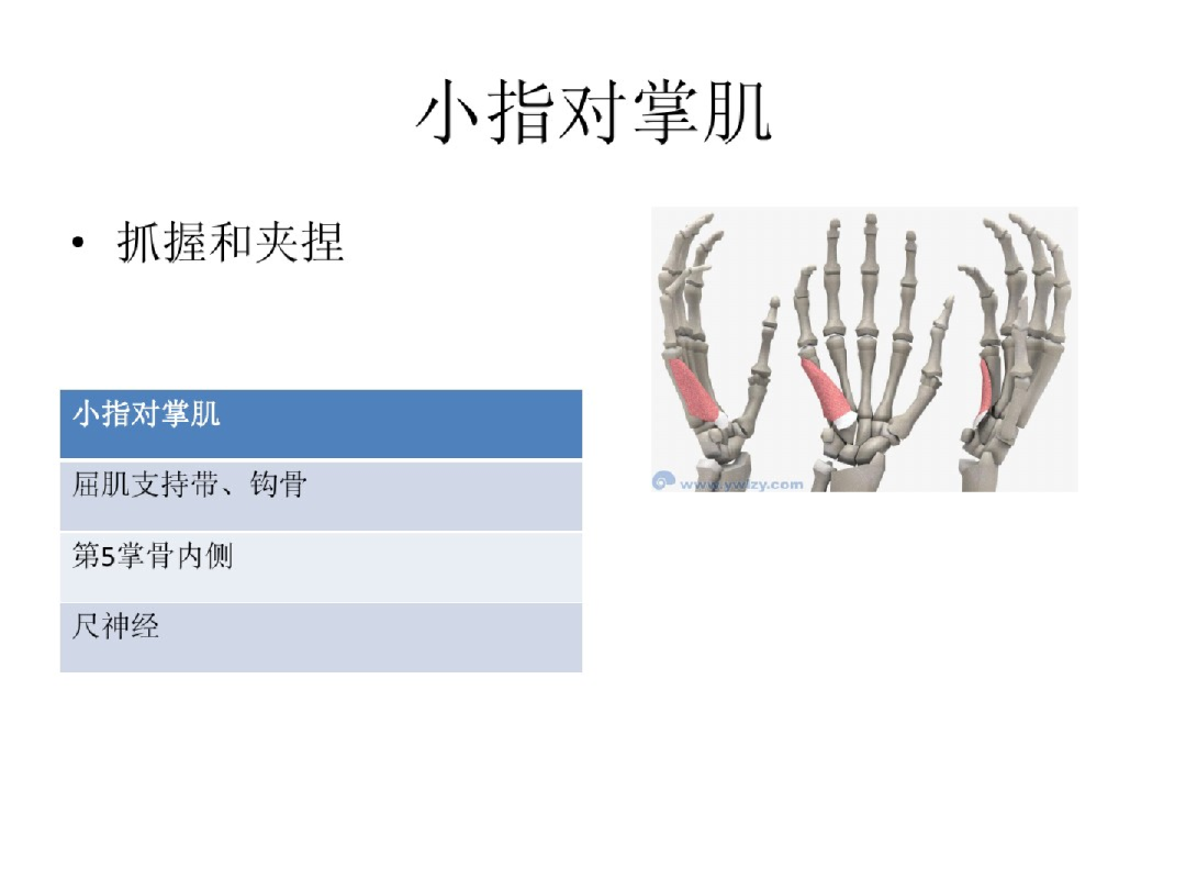手部解剖讲解，骨科基础必备！