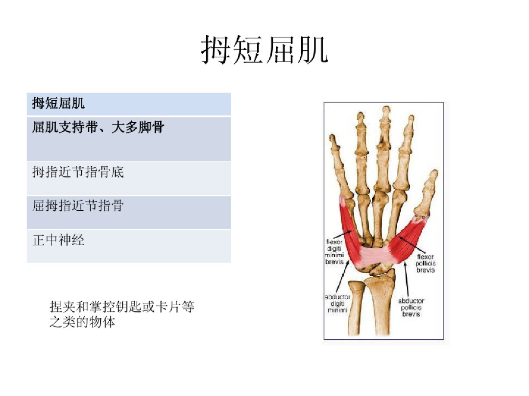 手部解剖讲解，骨科基础必备！