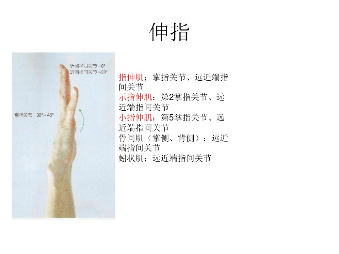 手部解剖讲解，骨科基础必备！