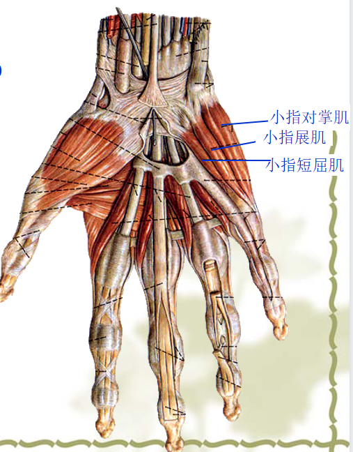 手部解剖讲解，骨科基础必备！