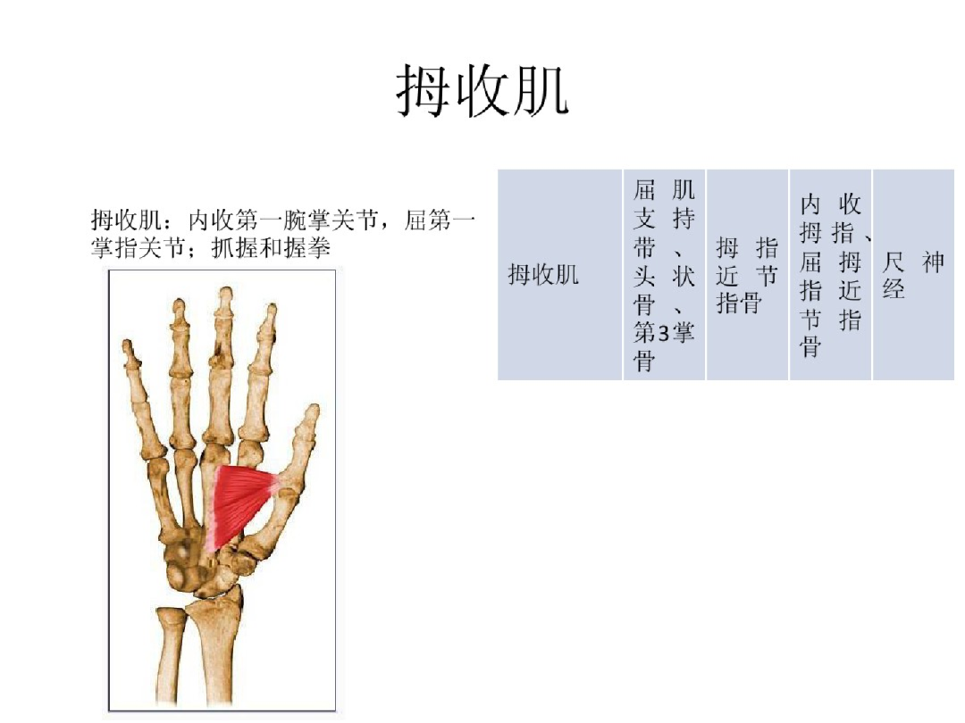 手部解剖讲解，骨科基础必备！