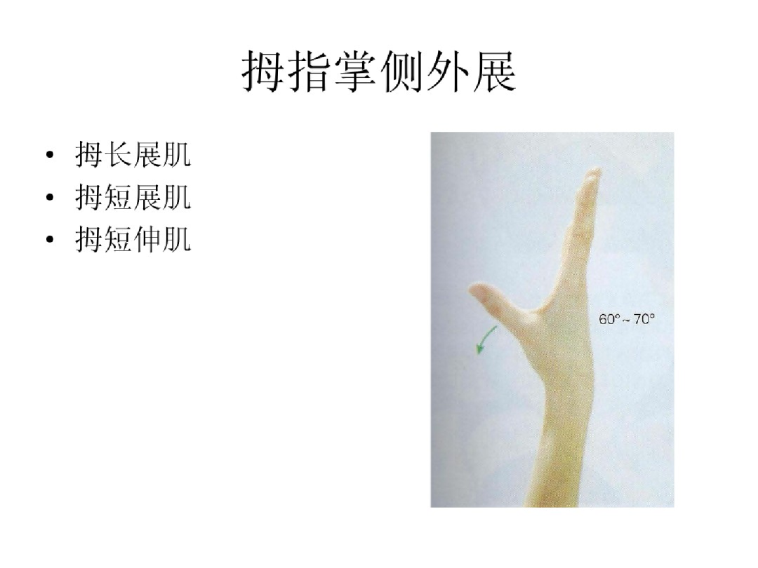 手部解剖讲解，骨科基础必备！