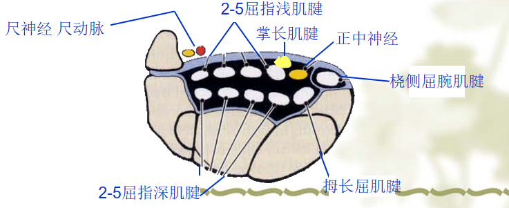 手部解剖讲解，骨科基础必备！