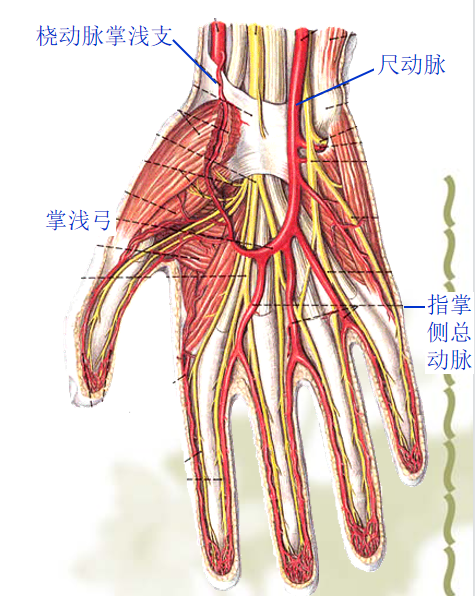 手部解剖讲解，骨科基础必备！