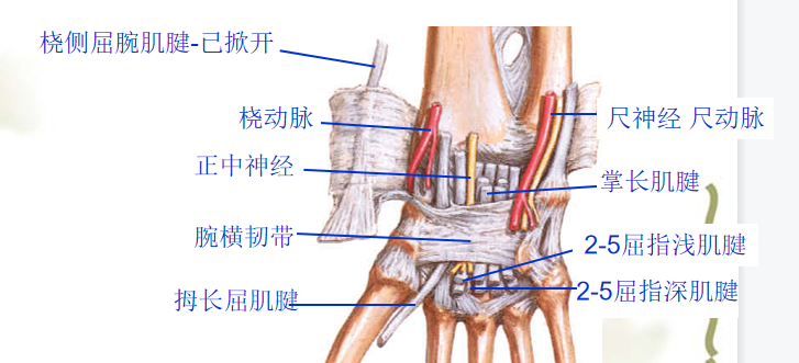 手部解剖讲解，骨科基础必备！