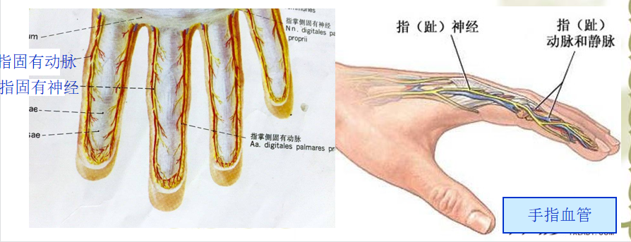 手部解剖讲解，骨科基础必备！