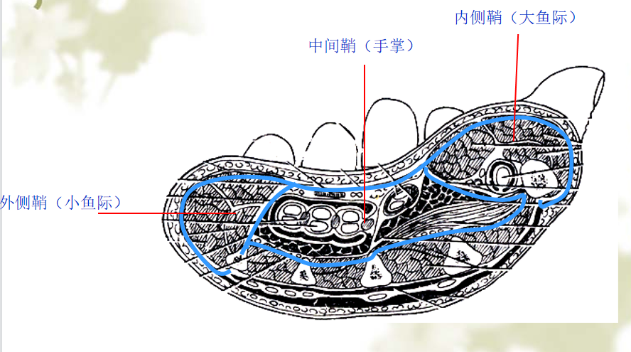 手部解剖讲解，骨科基础必备！