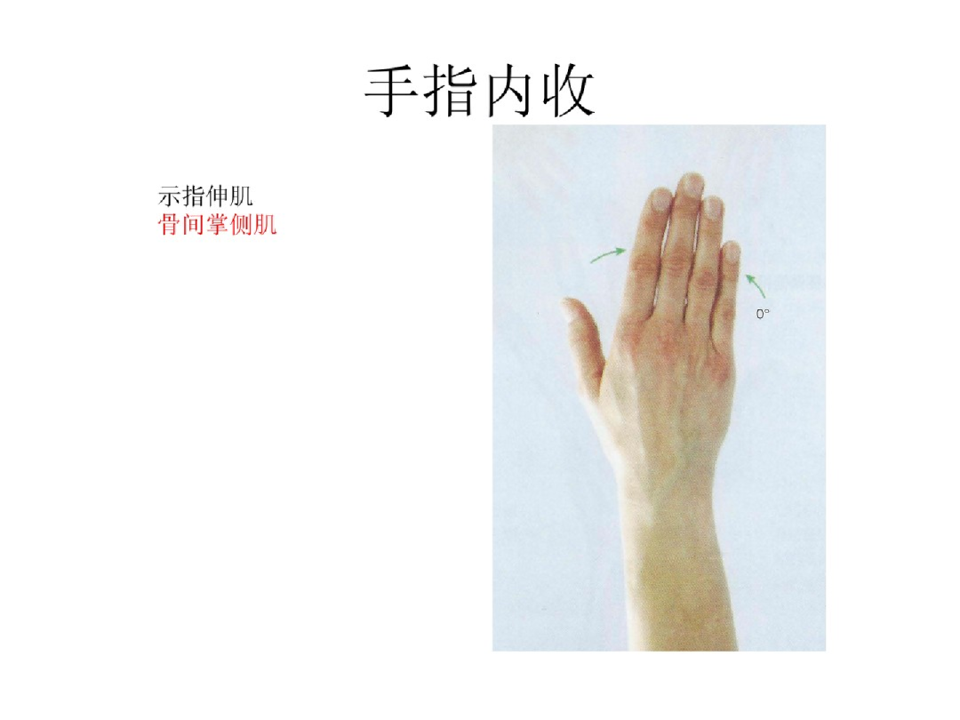 手部解剖讲解，骨科基础必备！