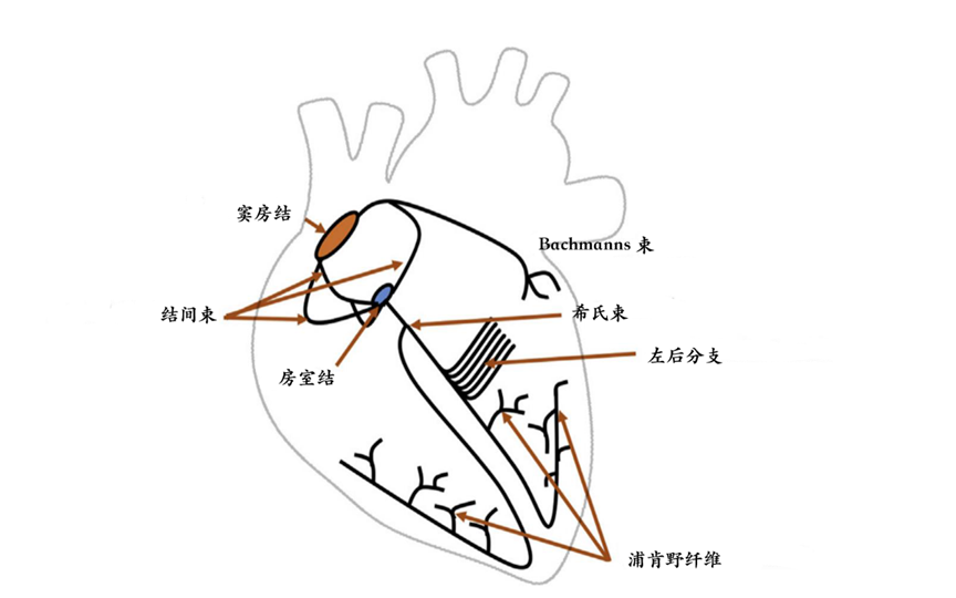 从心脏传导系统，理解正常心电图
