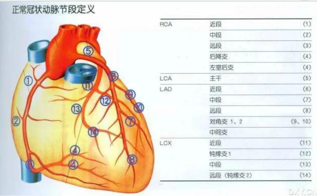 冠状动脉造影？没那么难，这样教你弄懂！