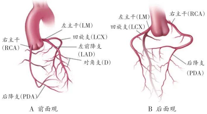 冠状动脉造影？没那么难，这样教你弄懂！