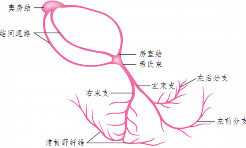 一文读懂心脏起搏器的临床应用