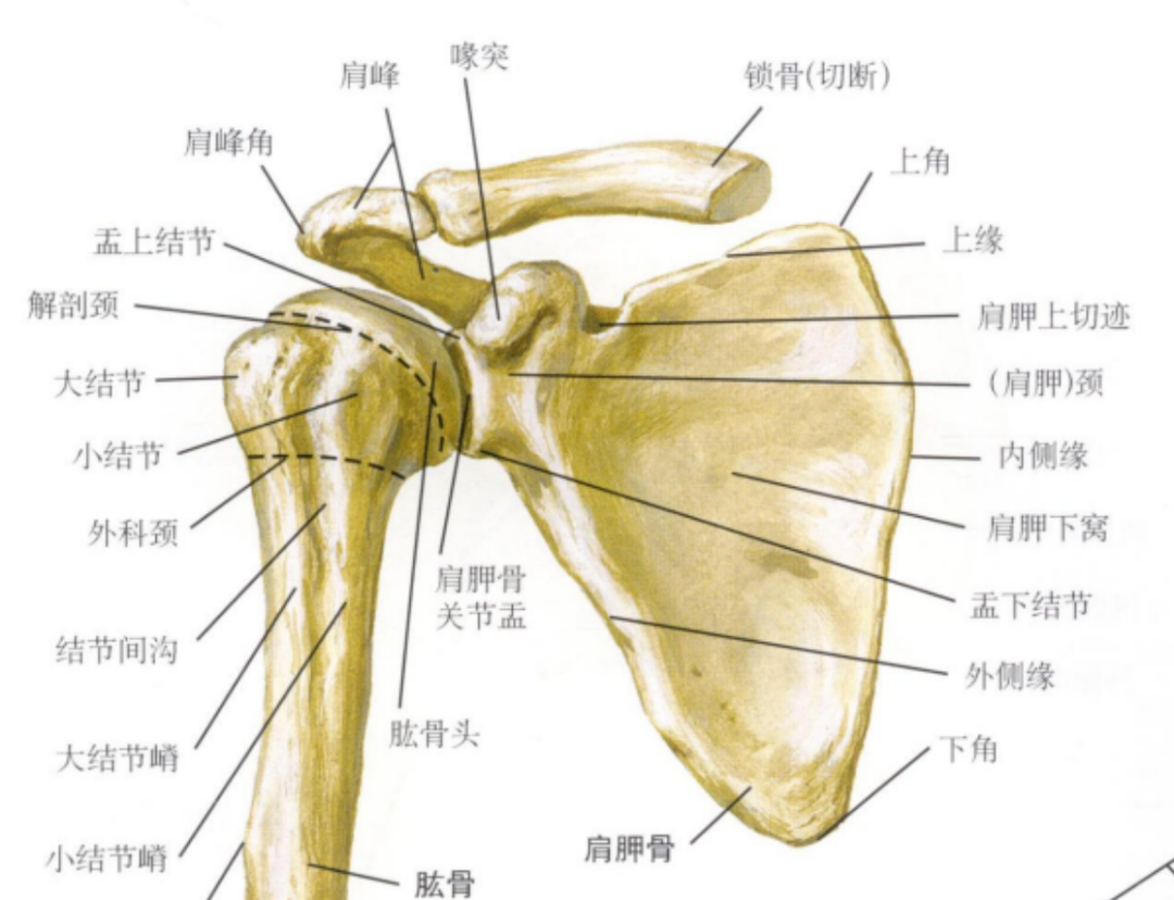 这11种肩关节脱位复位方法,看看你都会了吗?