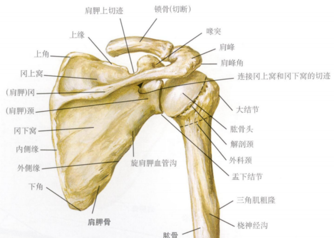 这11种肩关节脱位复位方法,看看你都会了吗?