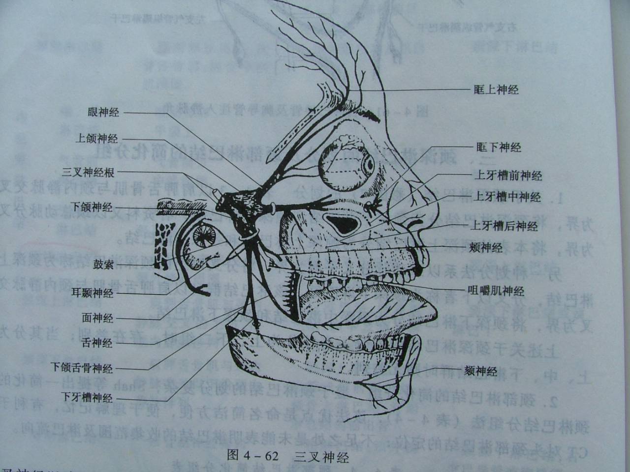 麻醉术：口腔局部麻醉
